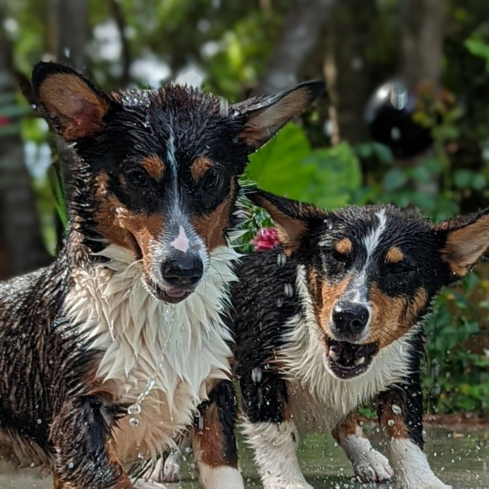 Pack of Corgis