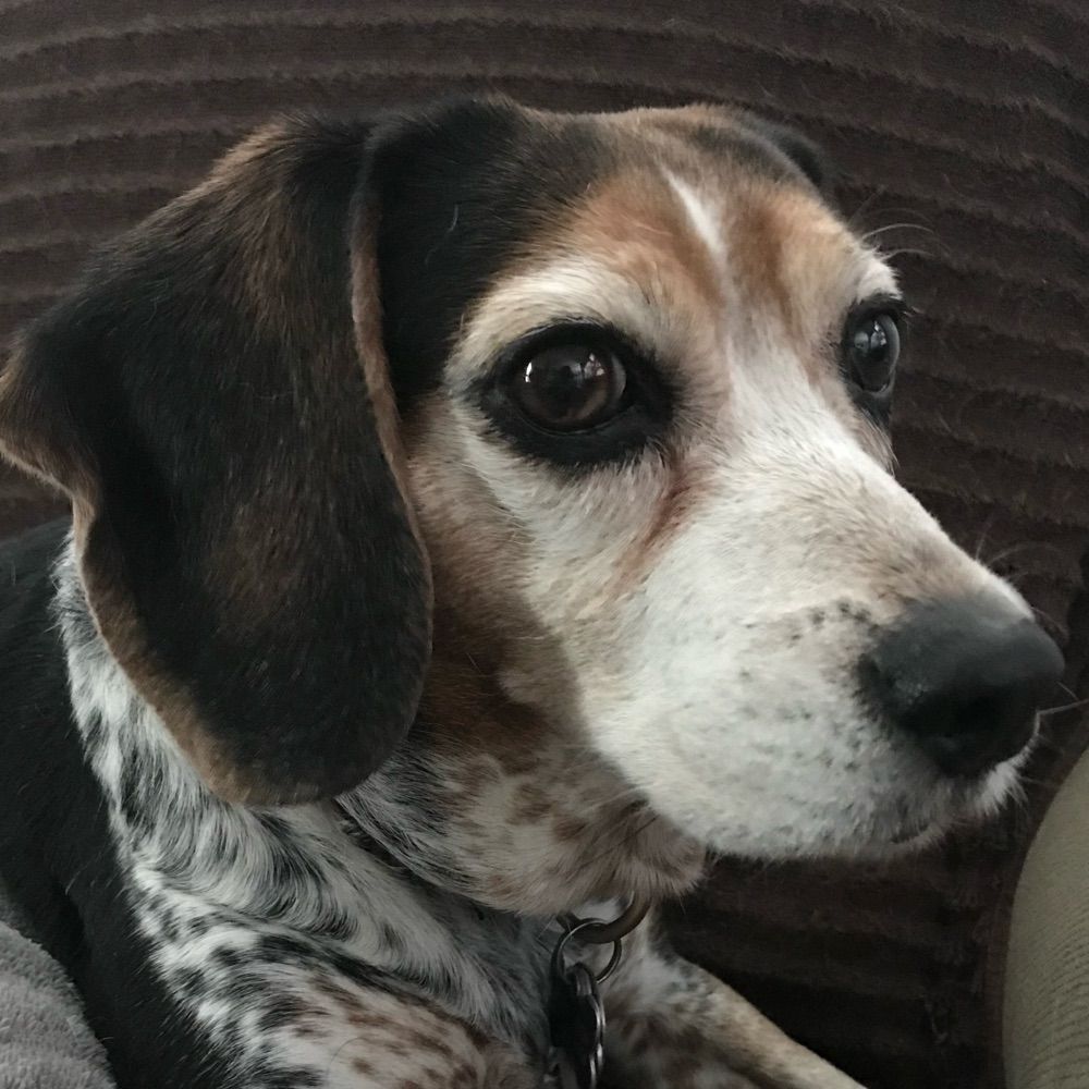 beagle_mom