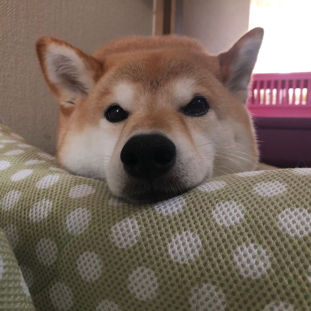 とうこ