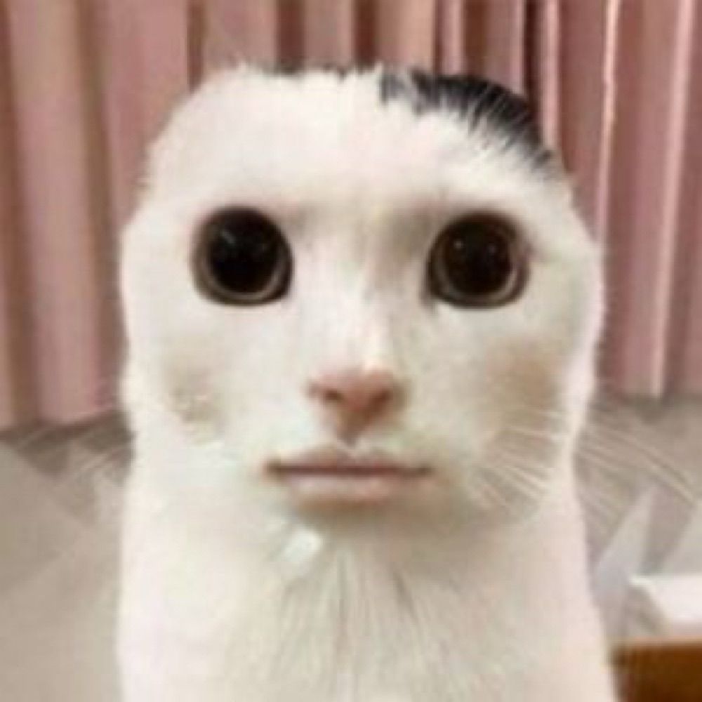 フネです