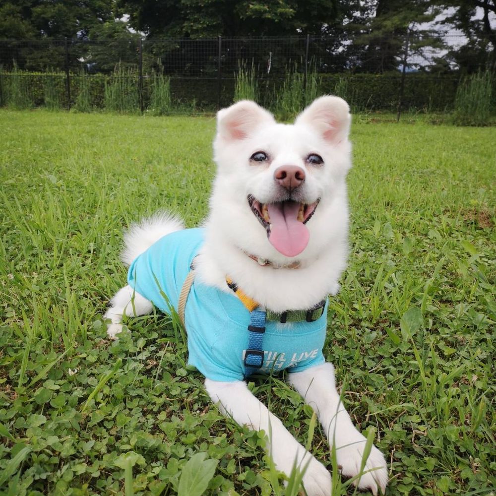 犬のために生きてるとわこ