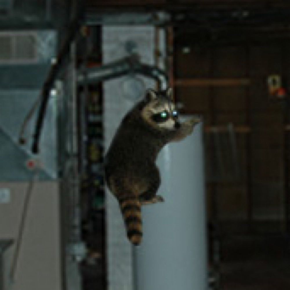 Gadget the Raccoon 