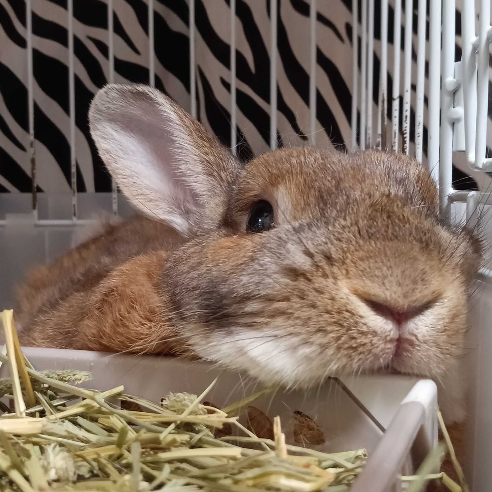 とっとこ