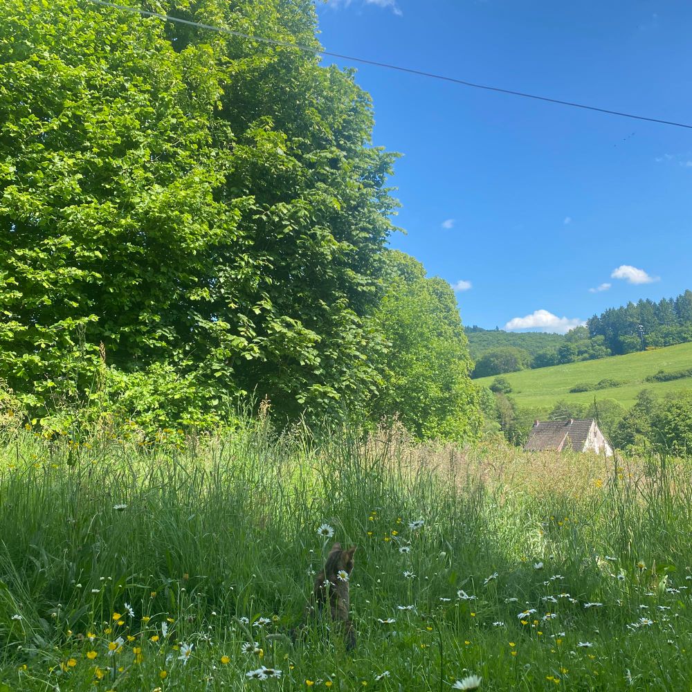 SchwarzeKatzenbeck
