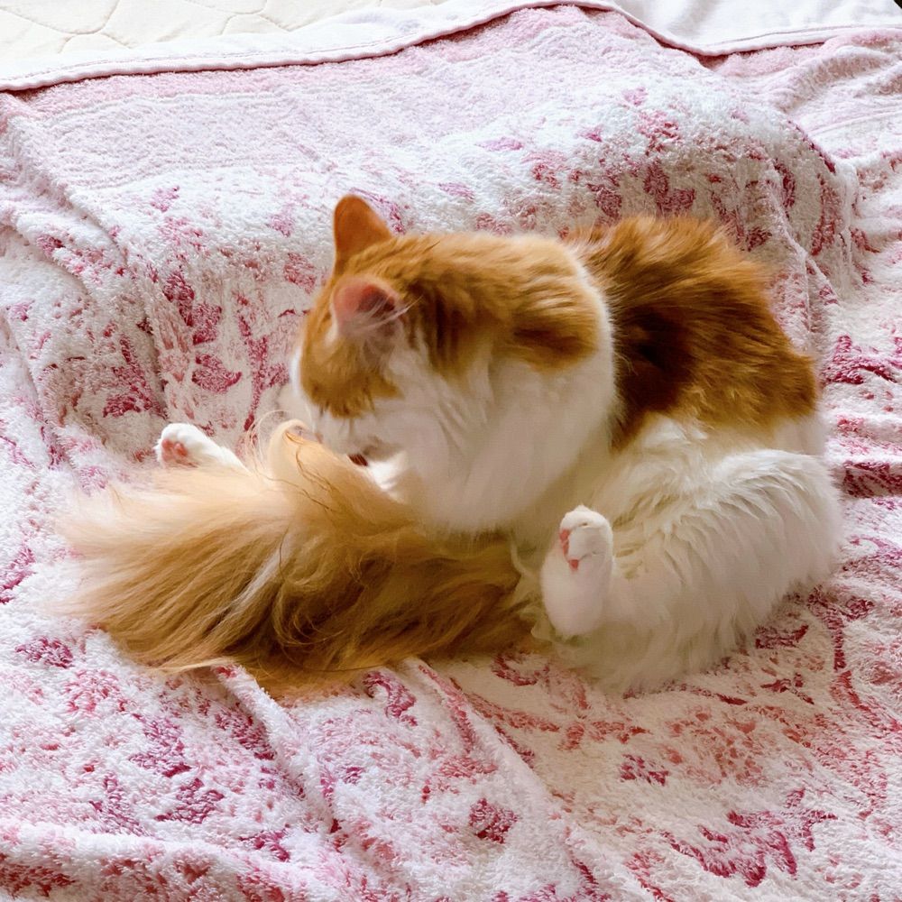 ✩⁺˚ 猫オババ ˚⁺✩