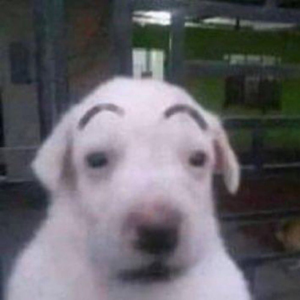 찰리푸스모건