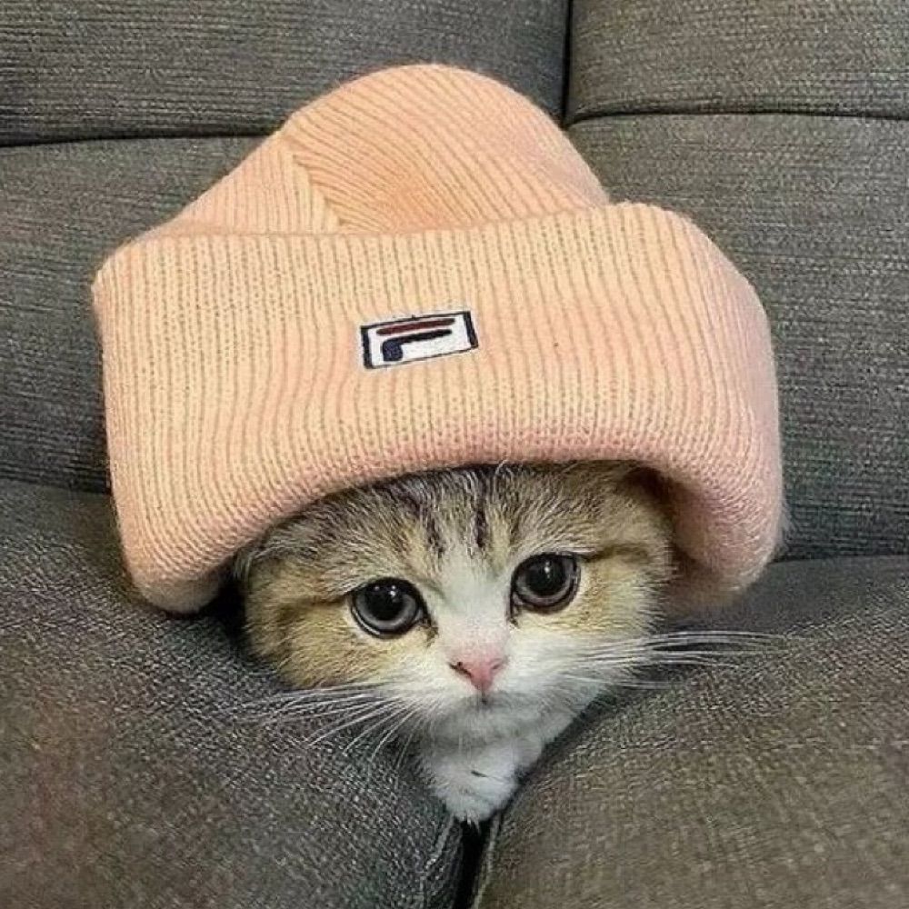 🐾