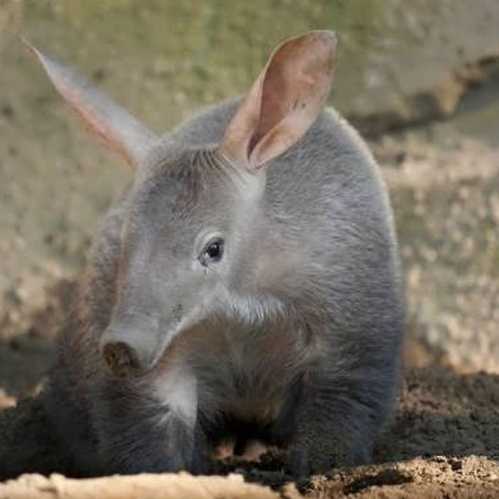 Aardvark Cheeselog's avatar