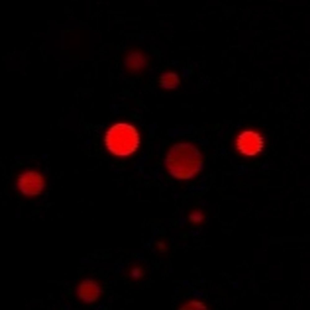 Schrader Lab