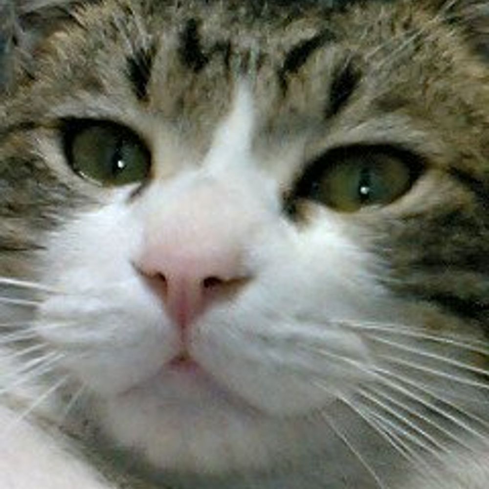 カミ猫