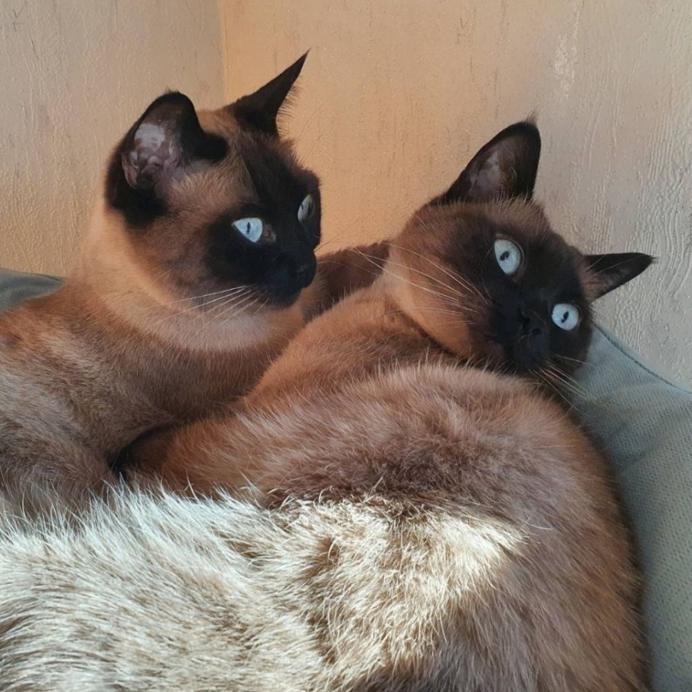 Peanut & Butter