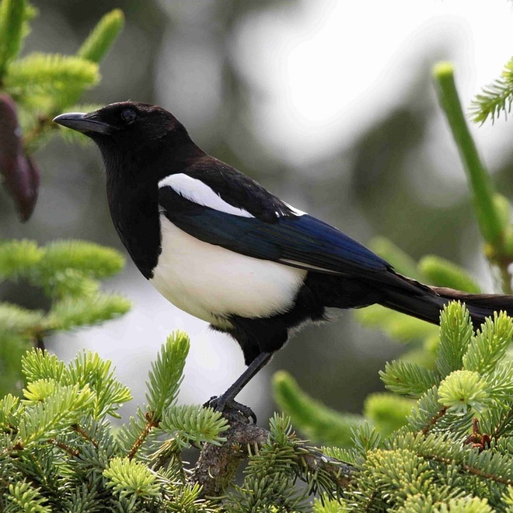 snarkymagpie
