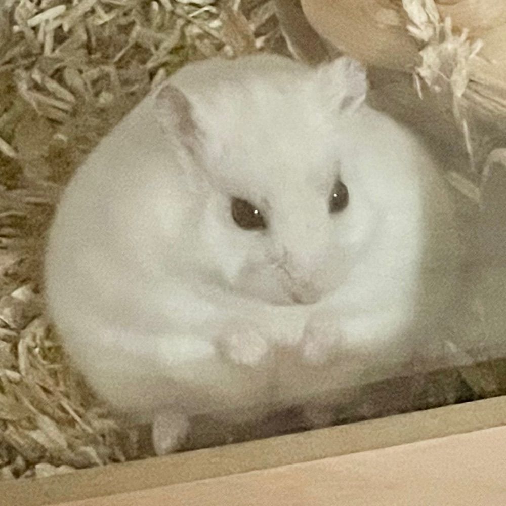 알노맛