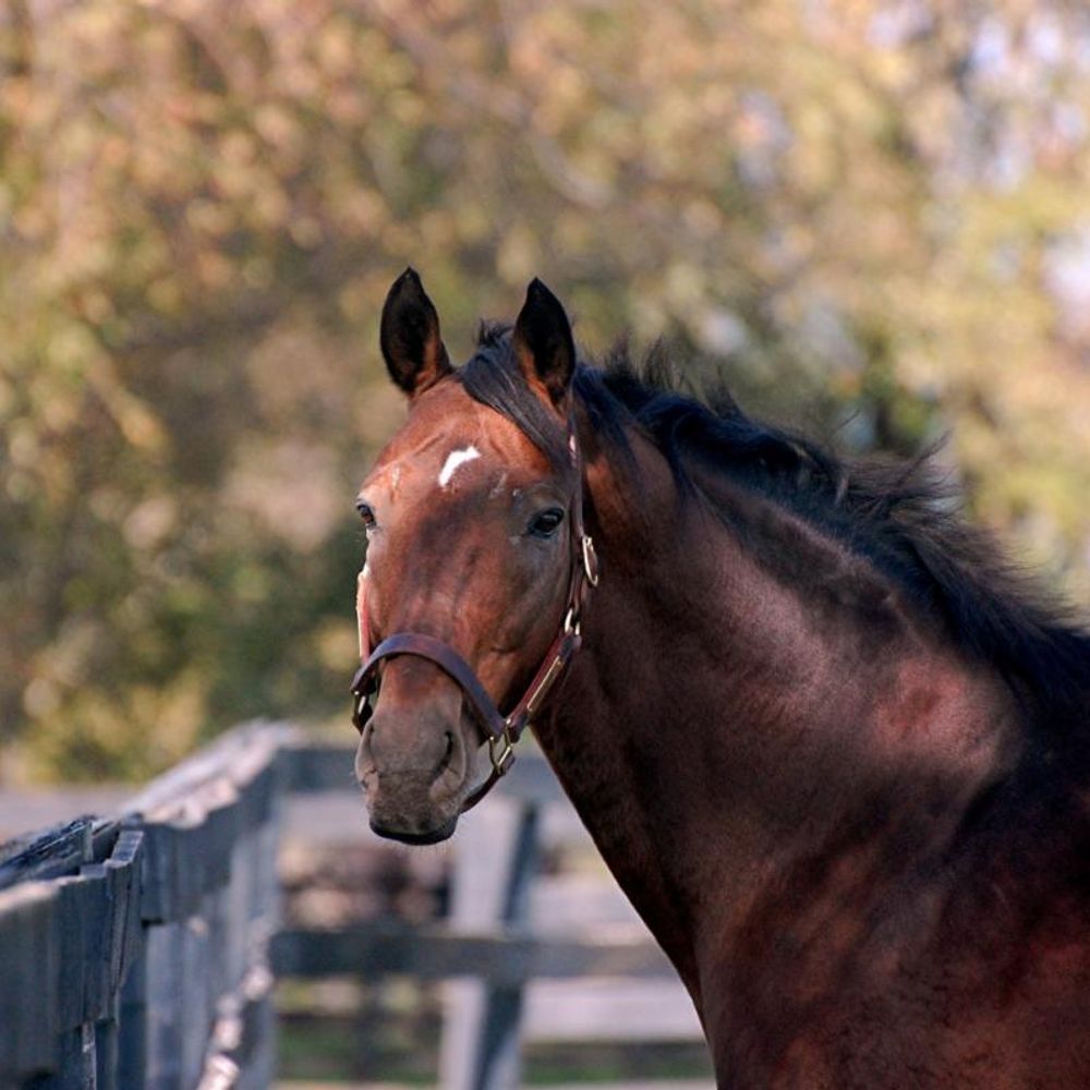 Old Friends Farm