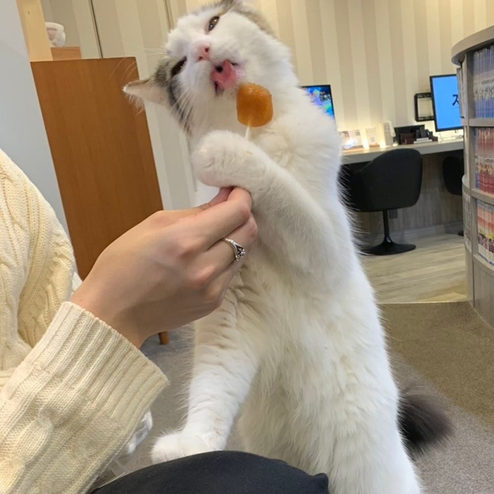おれくん