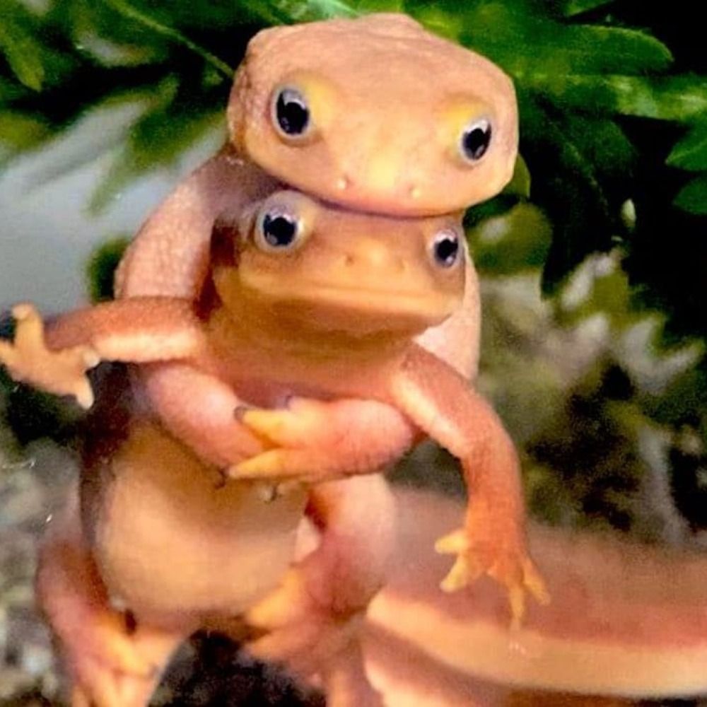 NewNewt247