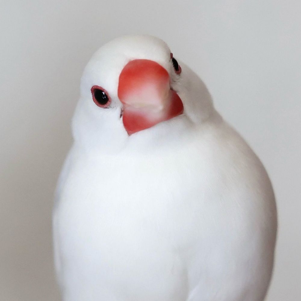 こじ太郎