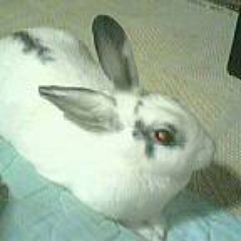 Sie