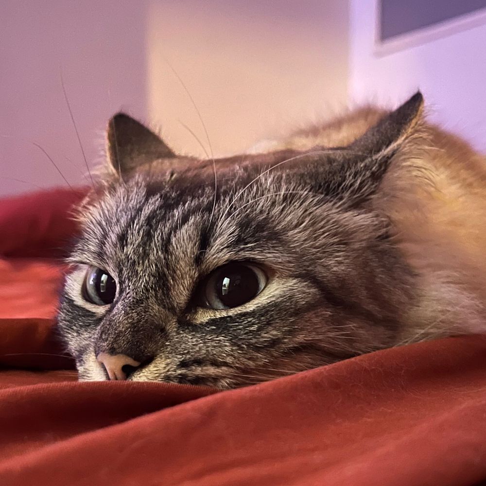 gab