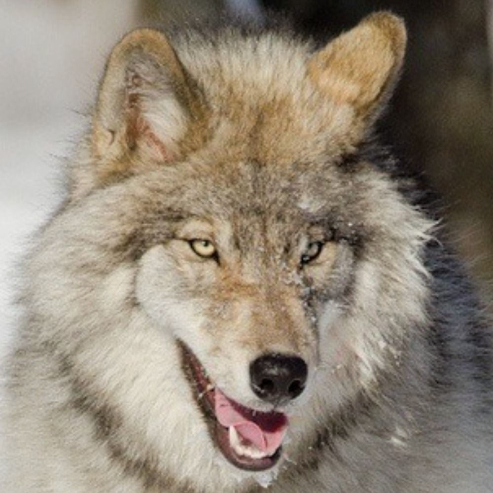 Silver Wolf