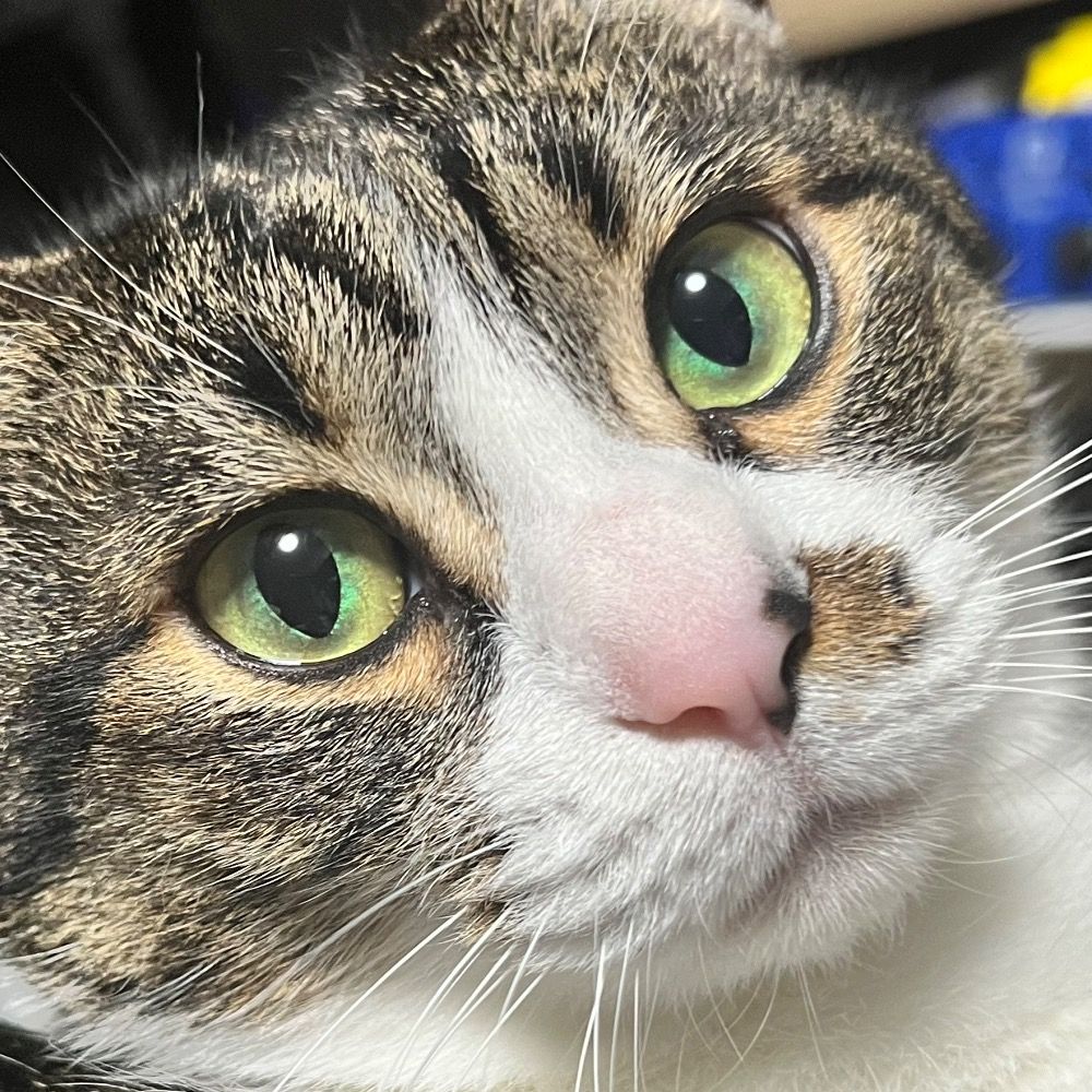 ごん🐱ちべすな