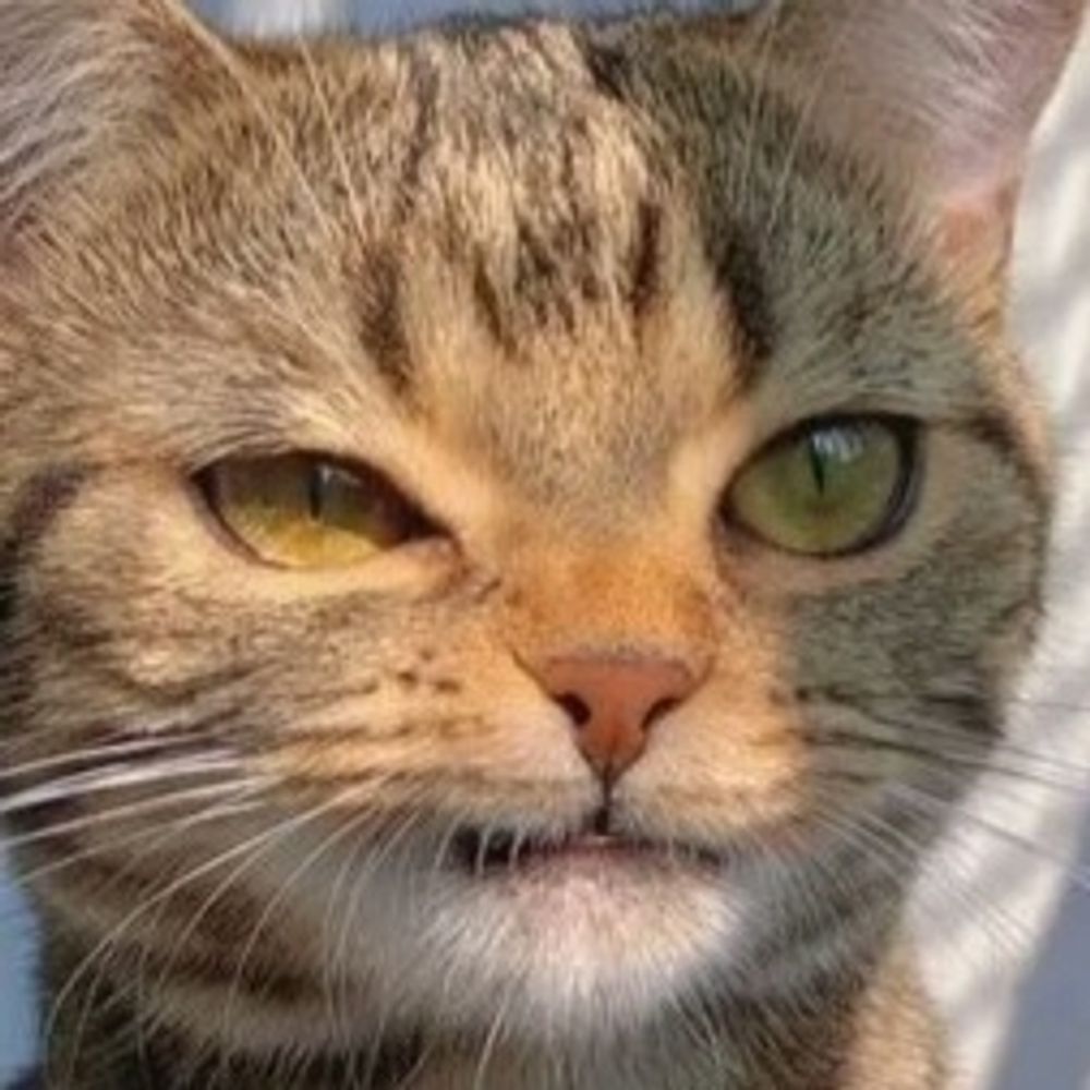 Kat