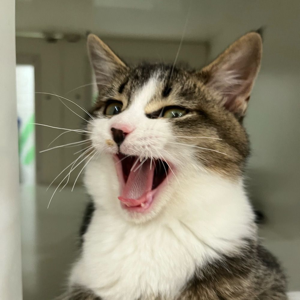 まるねこ