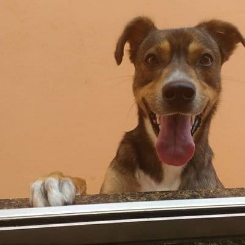 Kiwi irmão de Pequi Ameixa e Hulk