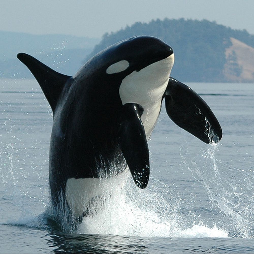 Aspiring Orca