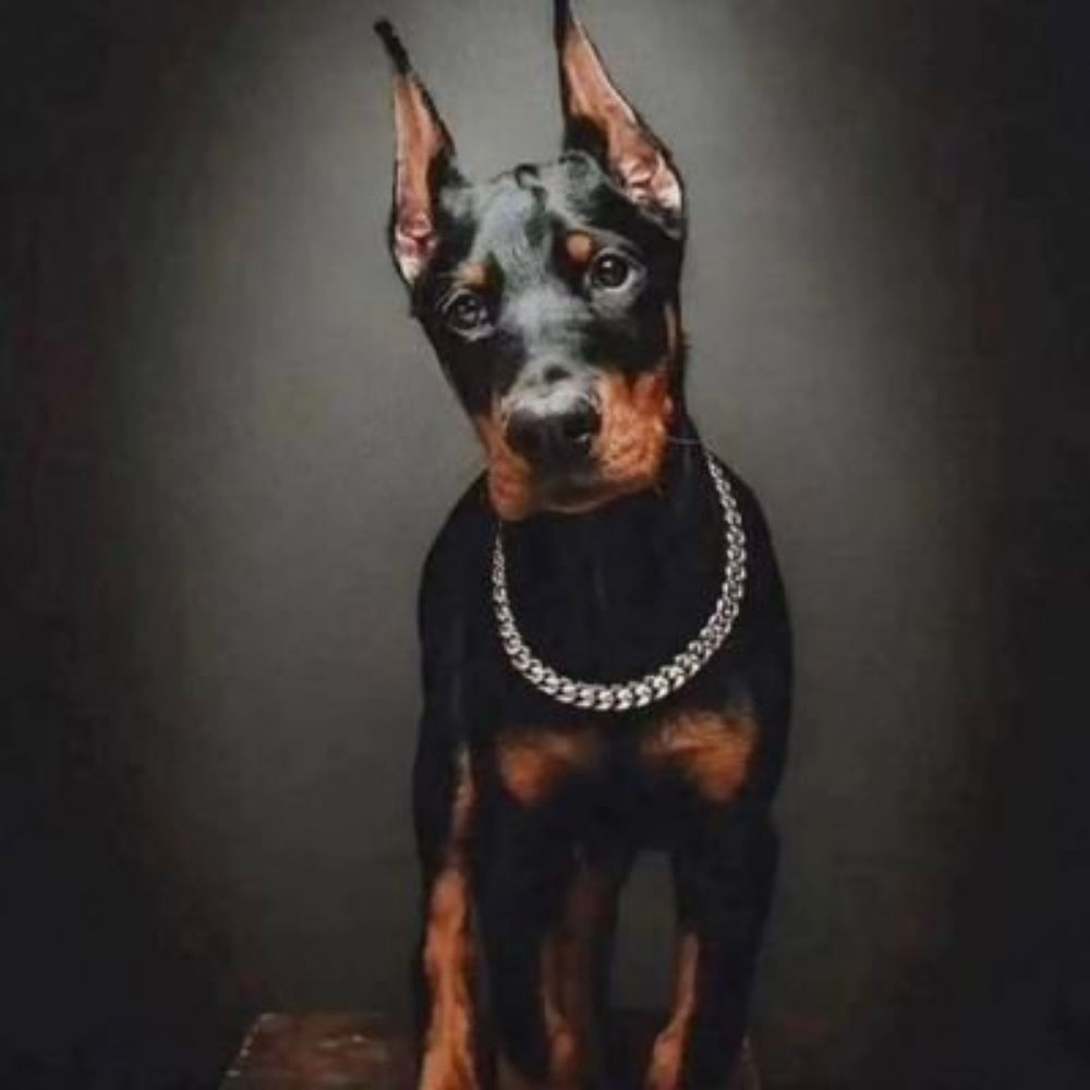 yeosang as doberman