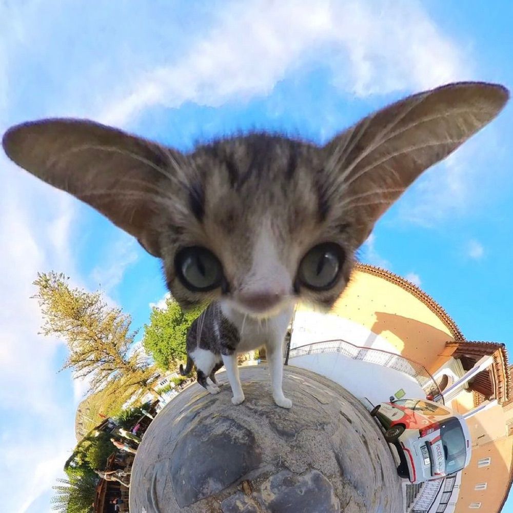 mars sir catsalot