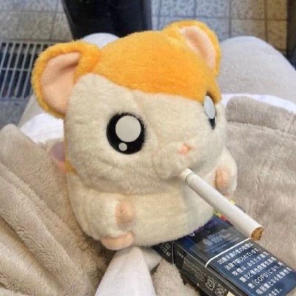 채삐