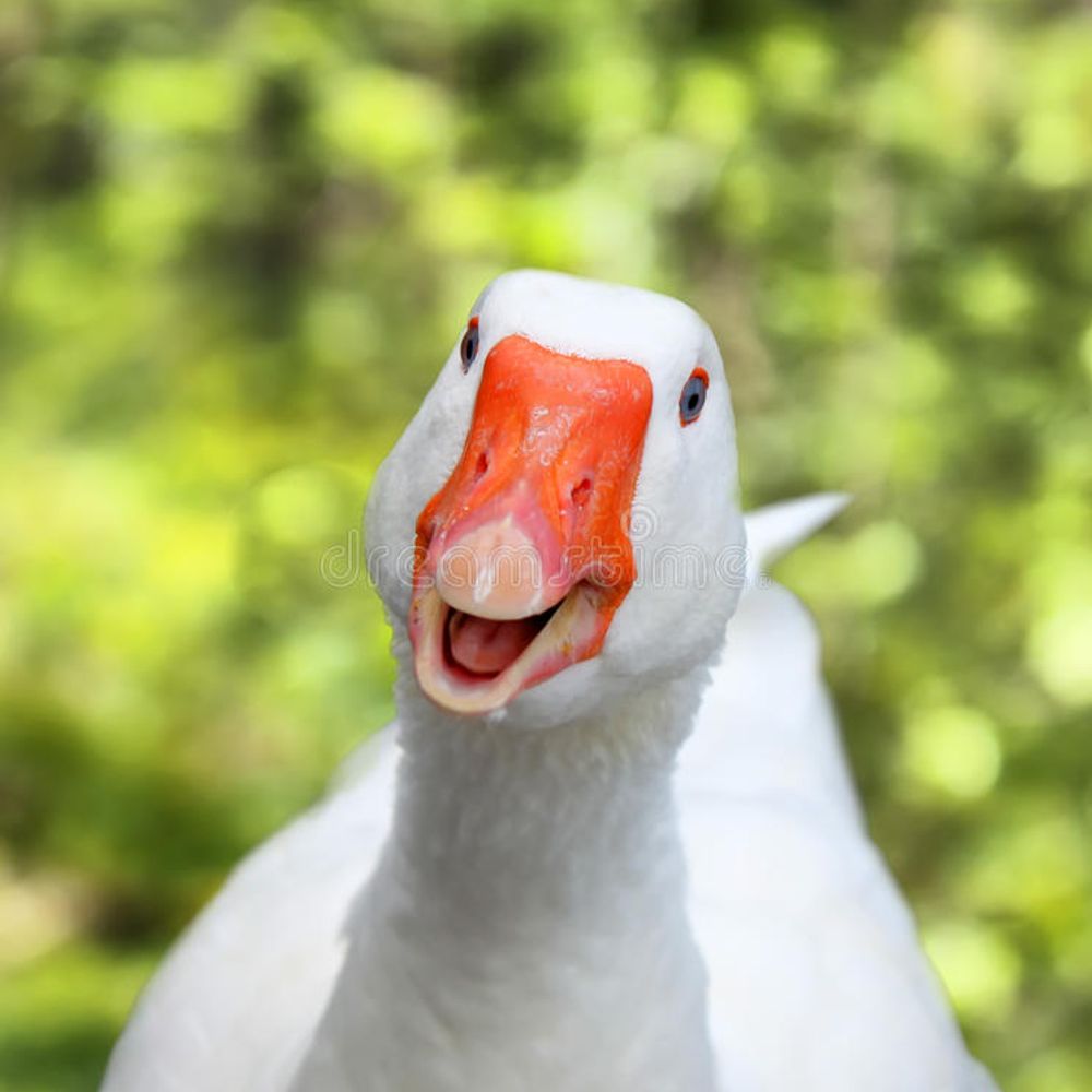 AWildGoose