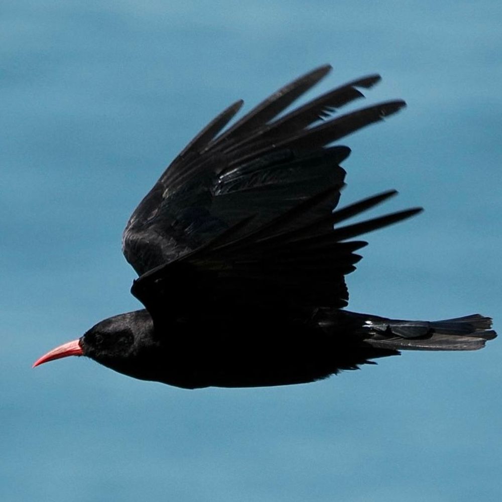 Birding Wales