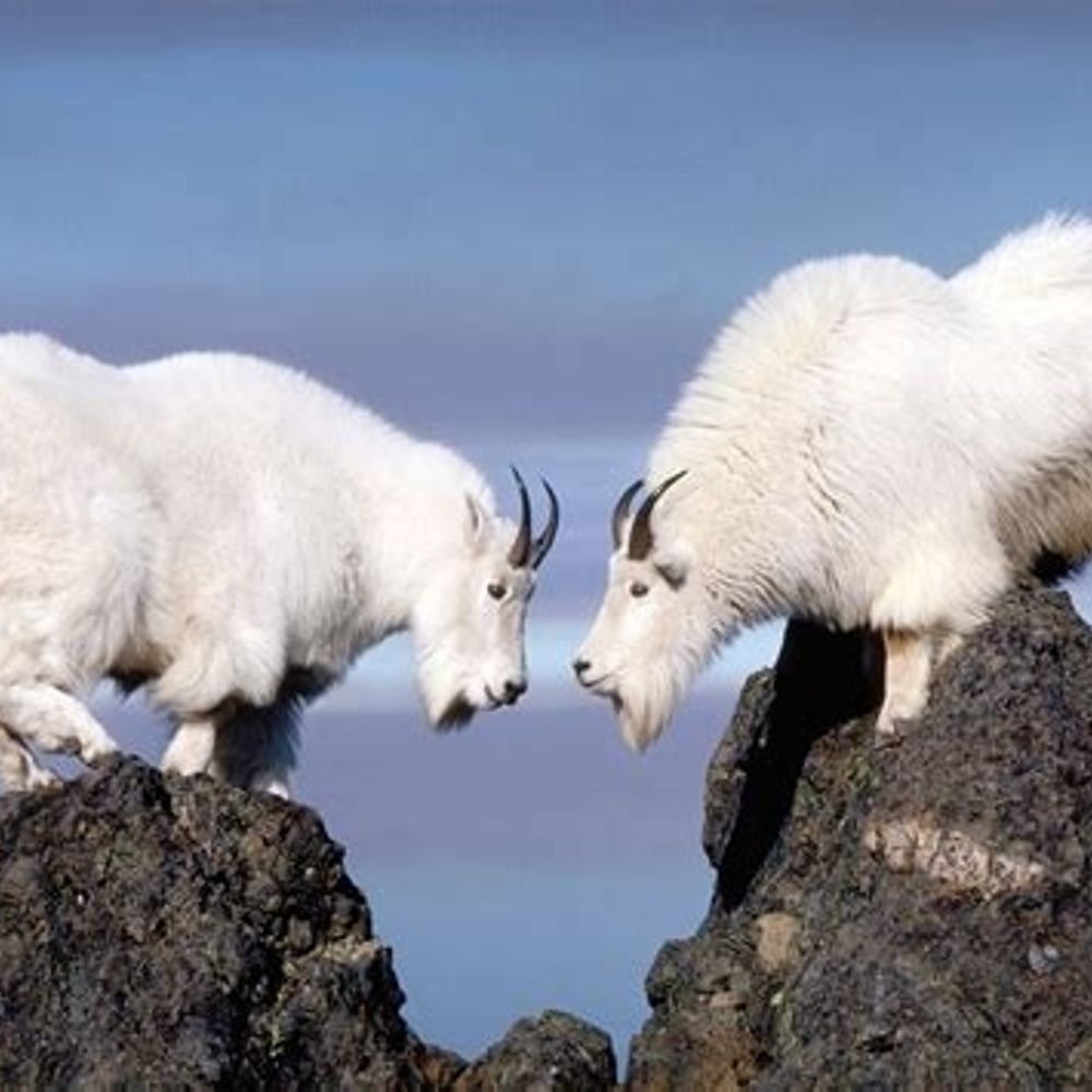 mountain goats lyrics