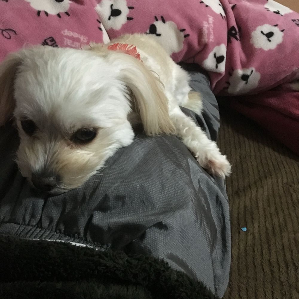 インドア系ベーシストまるちゃん