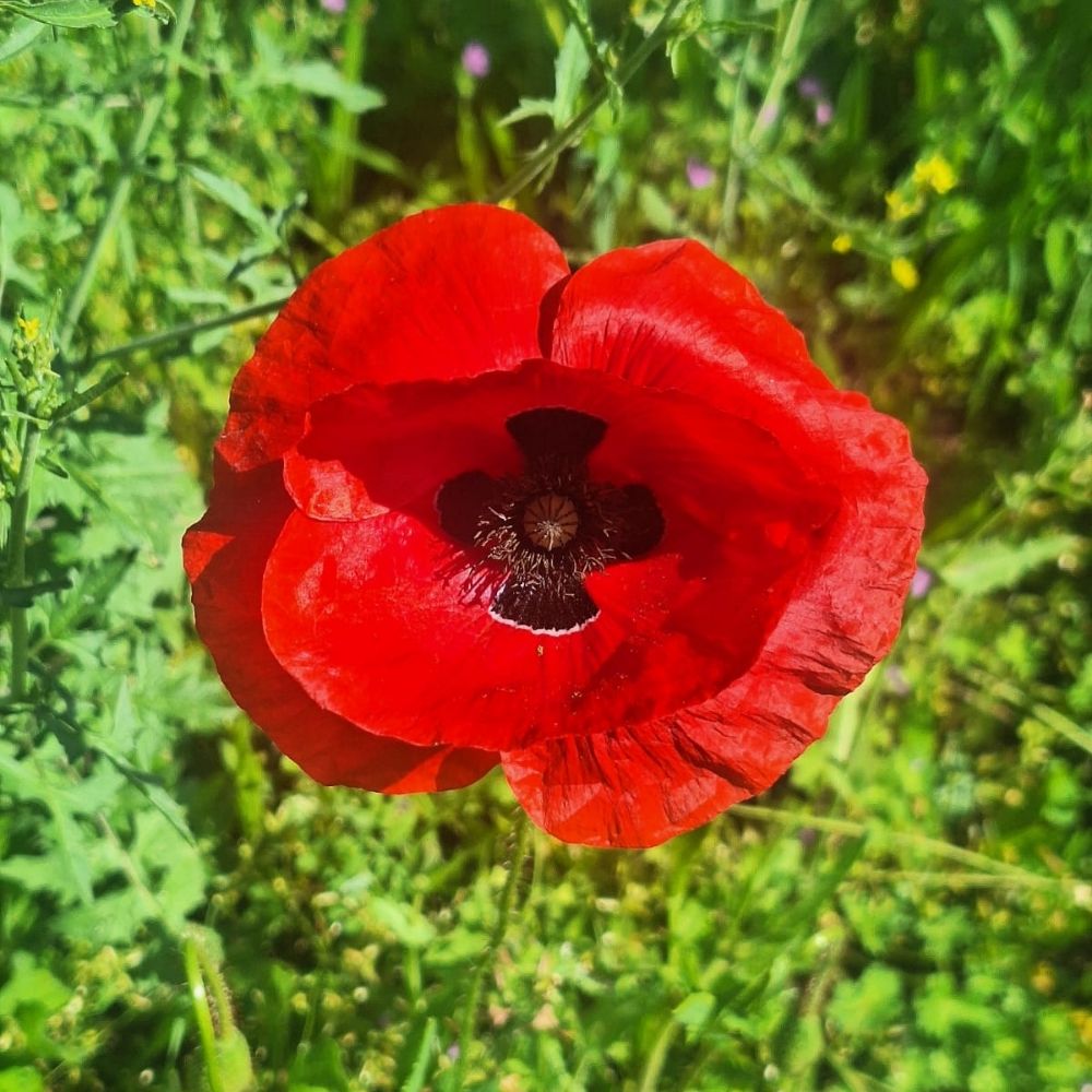 Fritté Royal