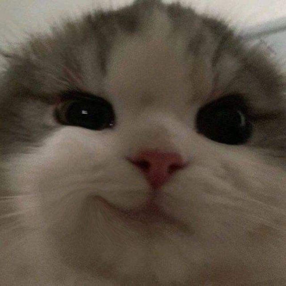 Sandi  🐱