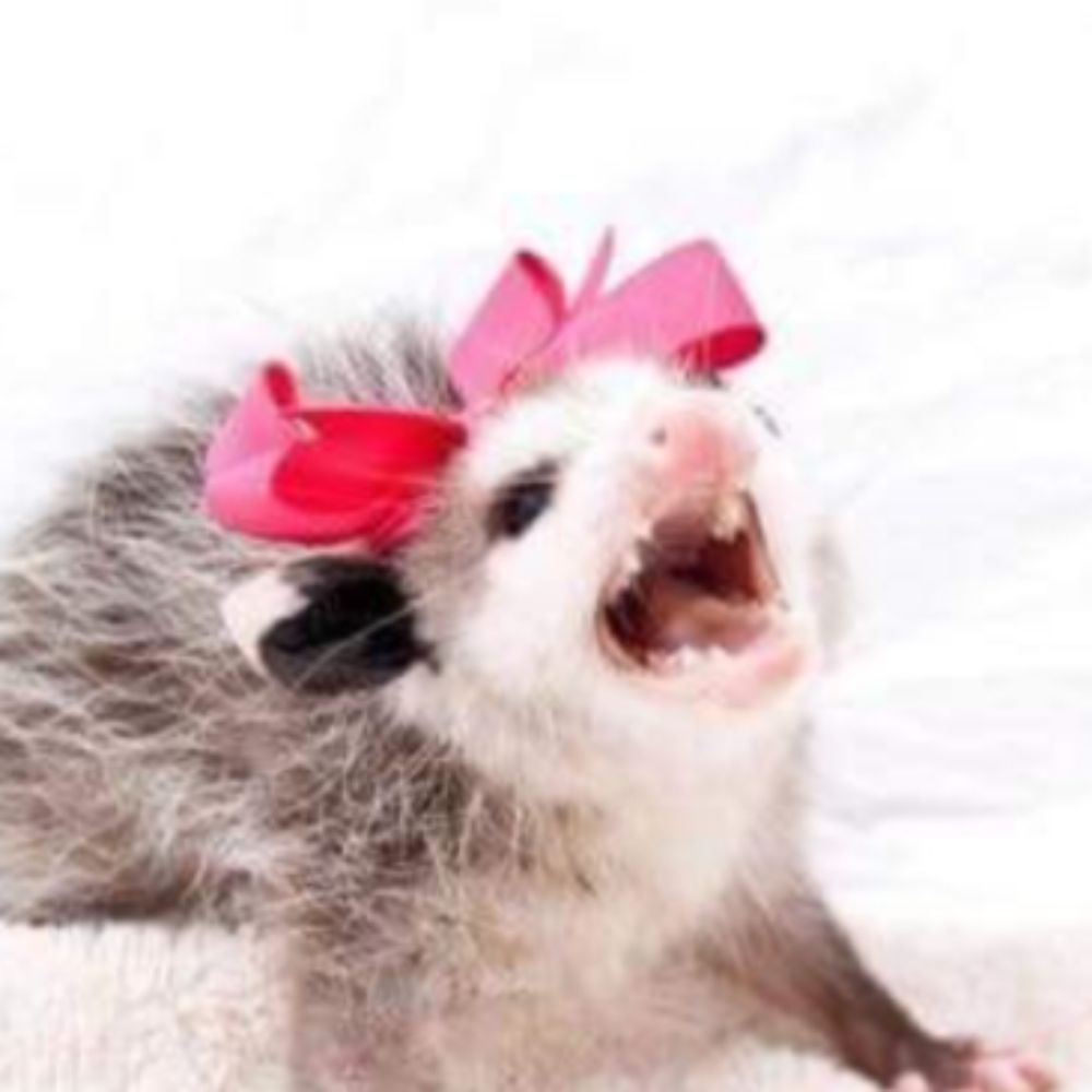 O-Possum
