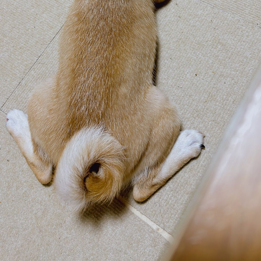 しばのしっぽ