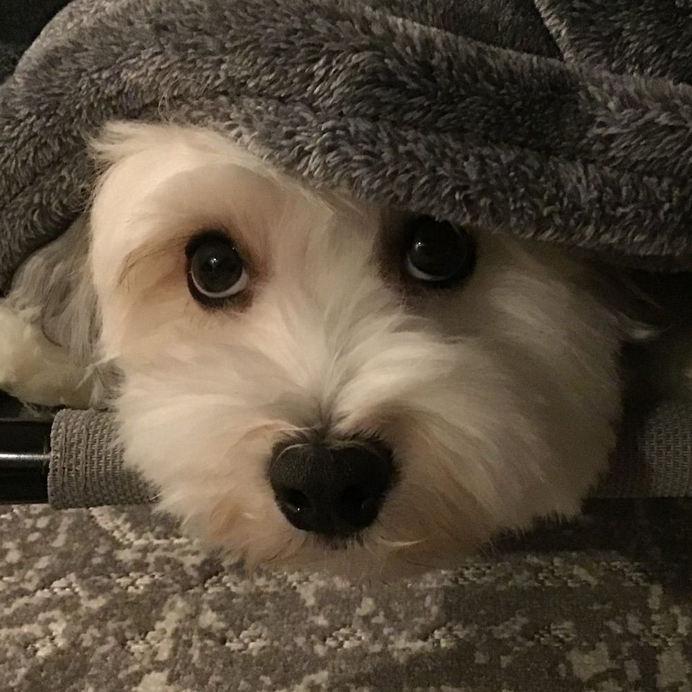 Pawsonal Assistant to His Majesty Sebastian the Havanese