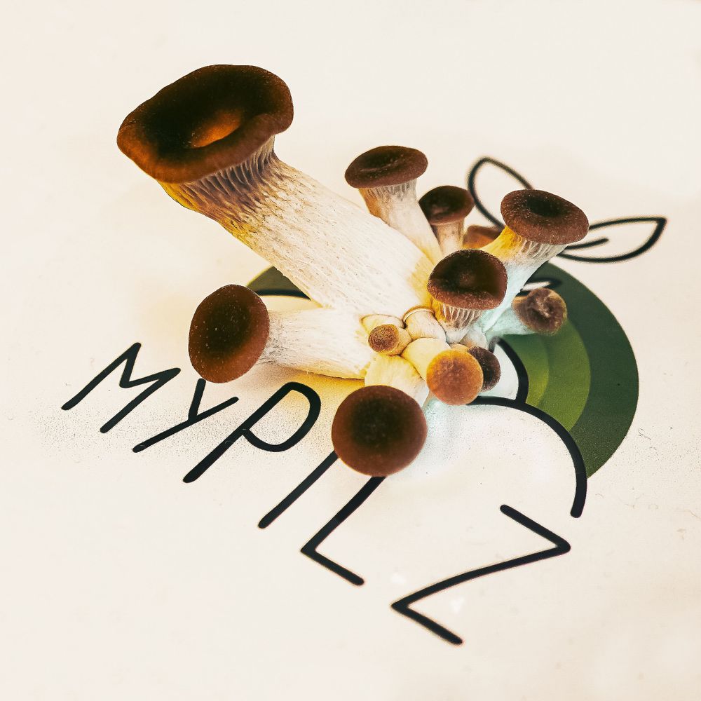 MyPilz