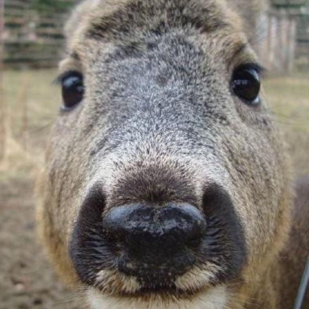 Ellie 🦌 🏳️‍⚧️