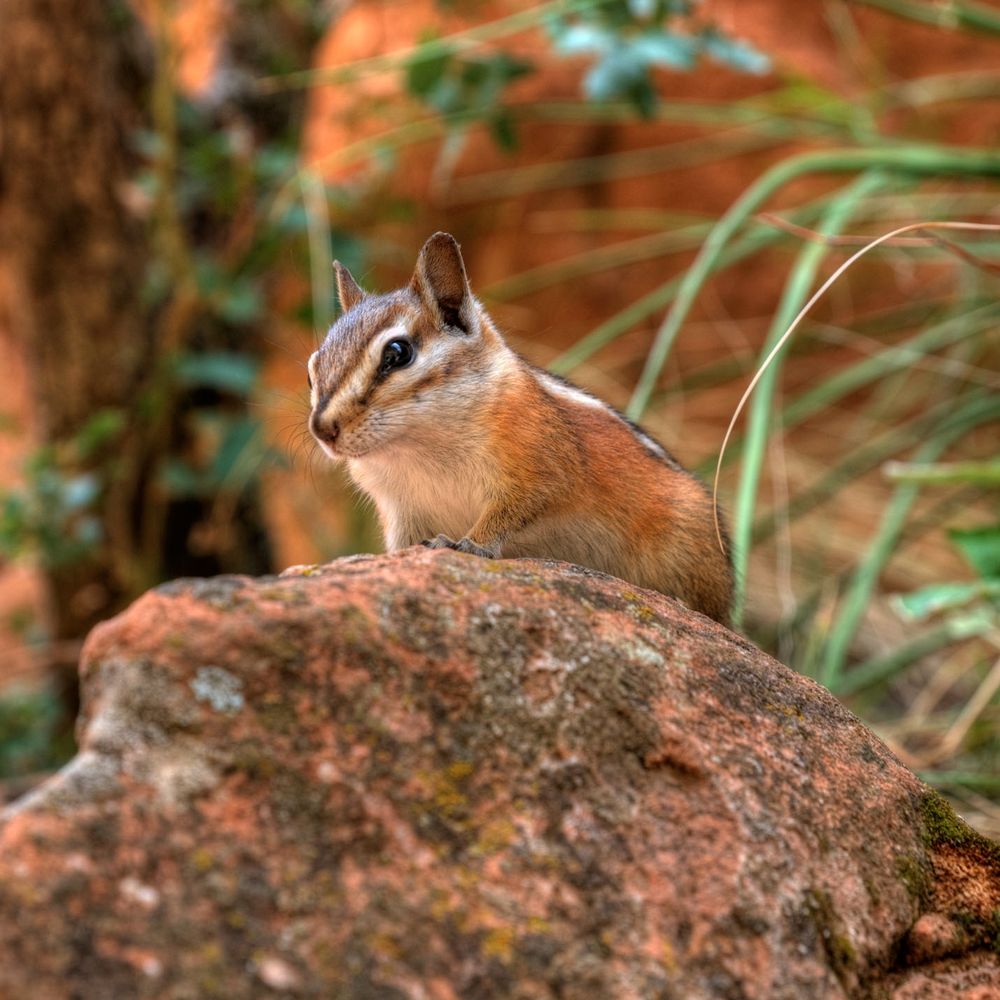 silnocus.com profile picture