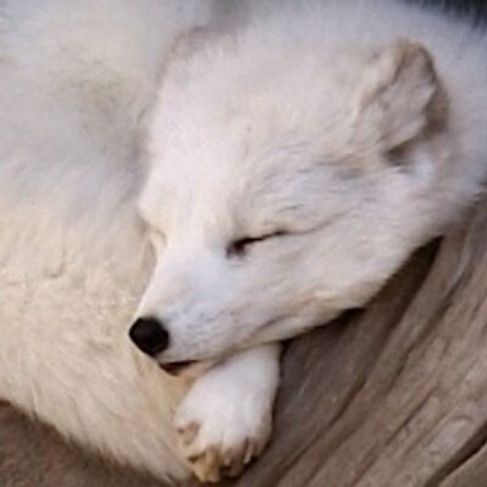 Arctic Fox