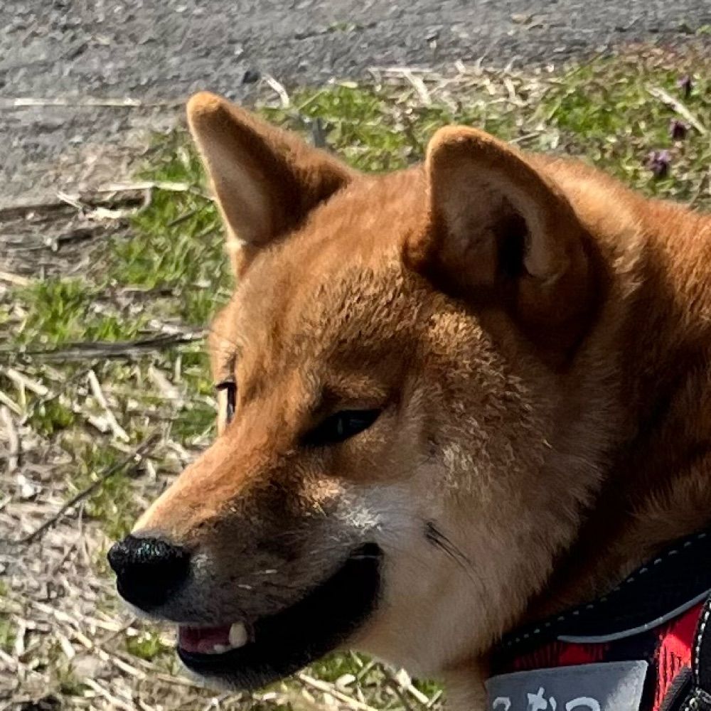 柴犬こなつ