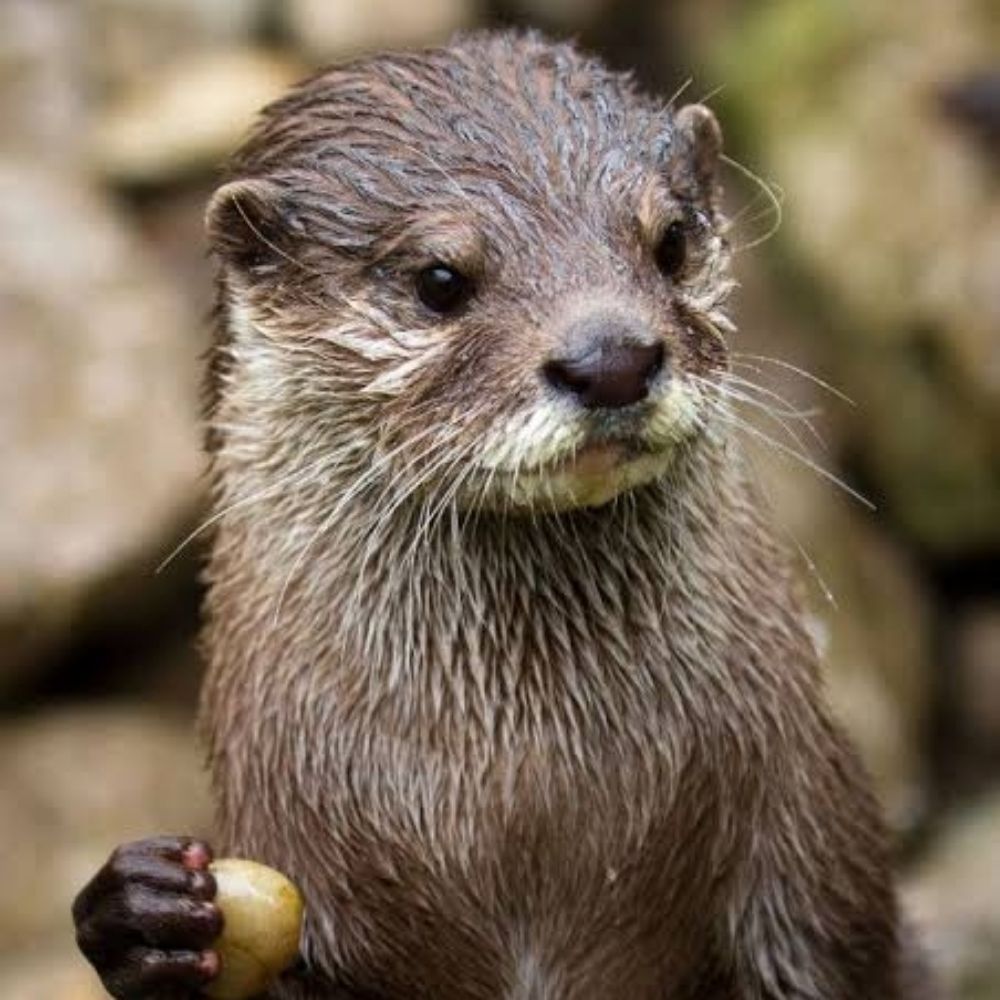 Lontra