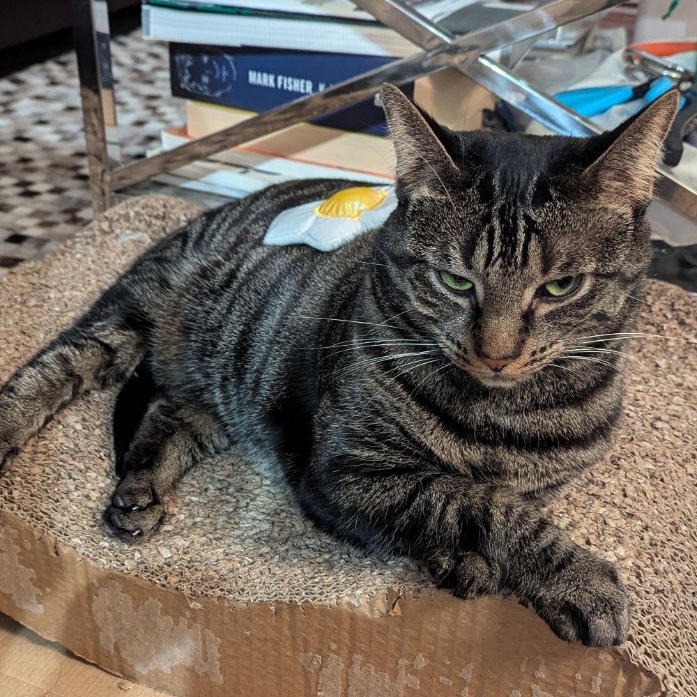 Katthecreature