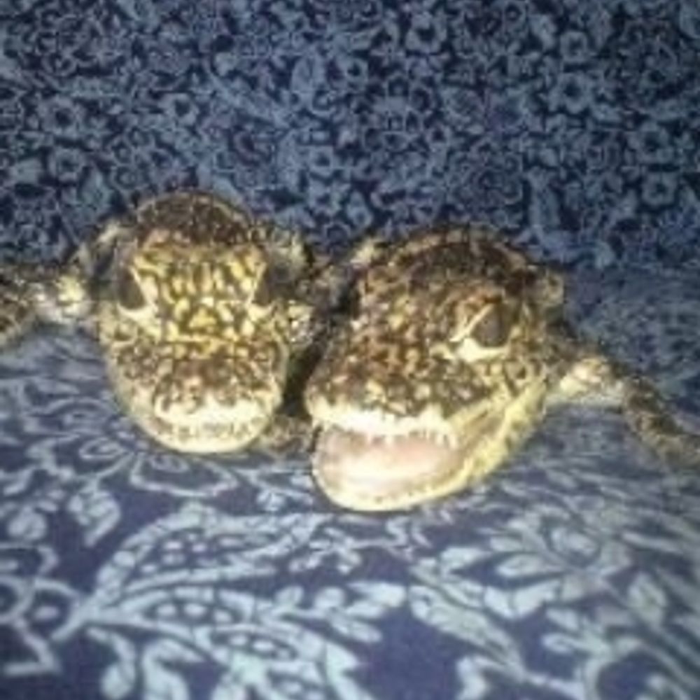 🐊ワニ男🐊