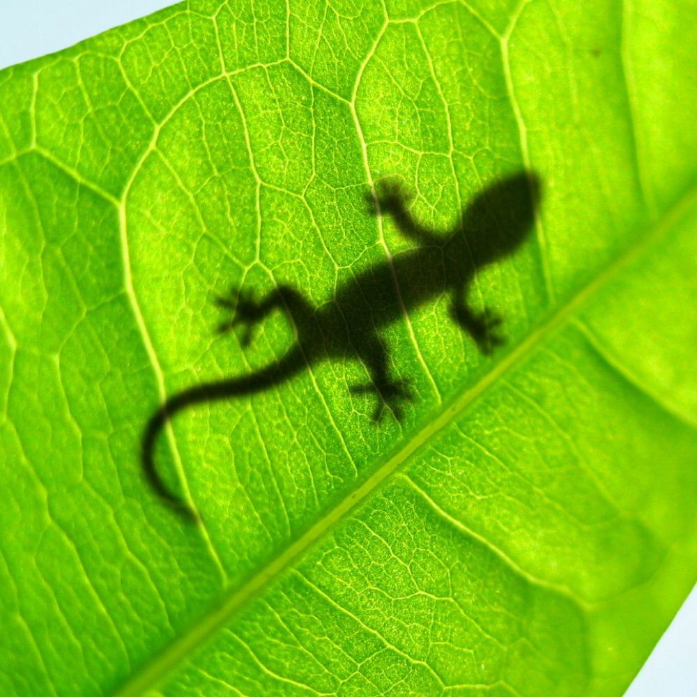 J.Gecko